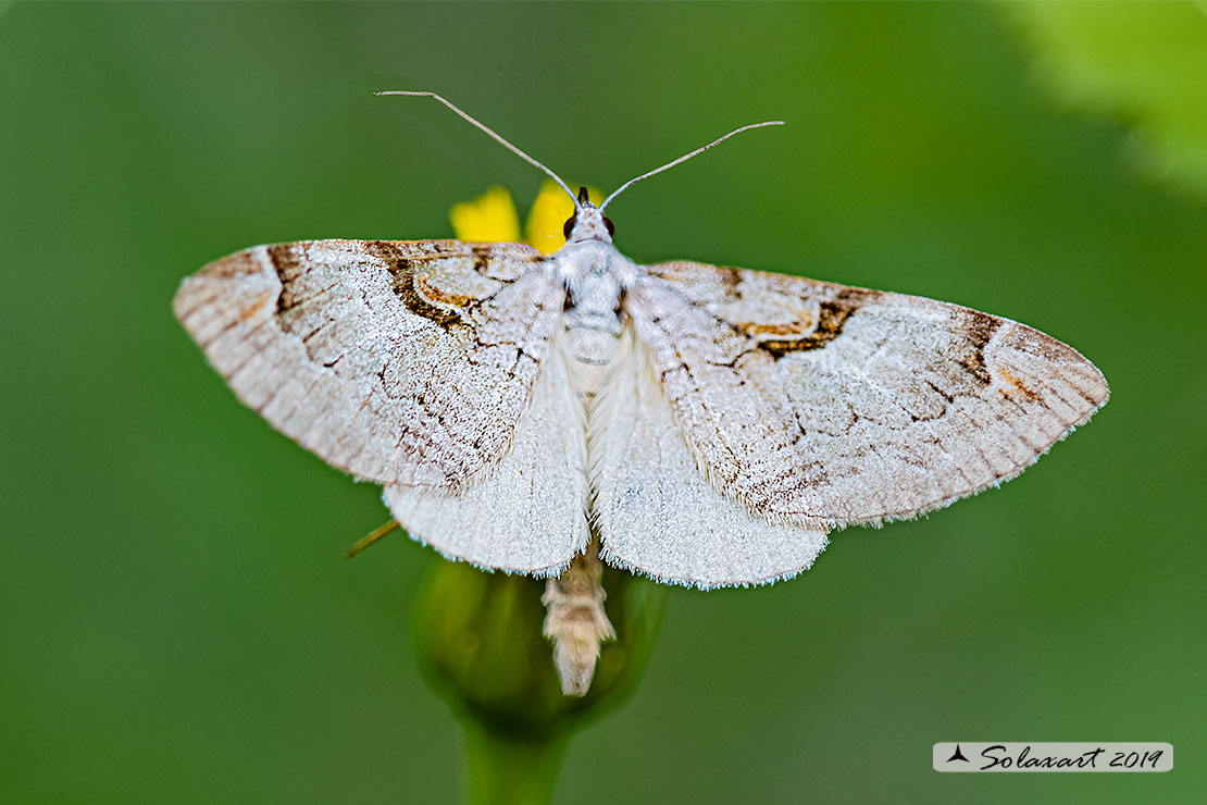 Geometridae: Aplocera praeformata (??) S