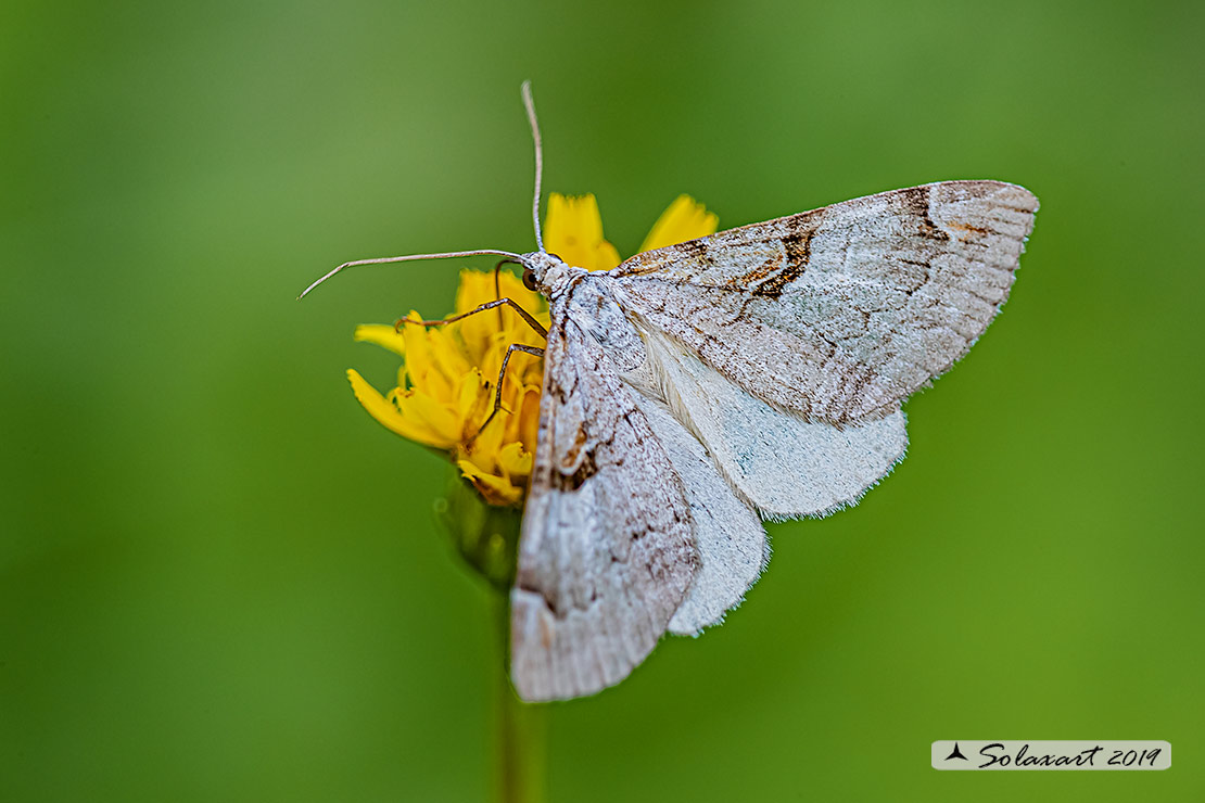 Geometridae: Aplocera praeformata (??) S