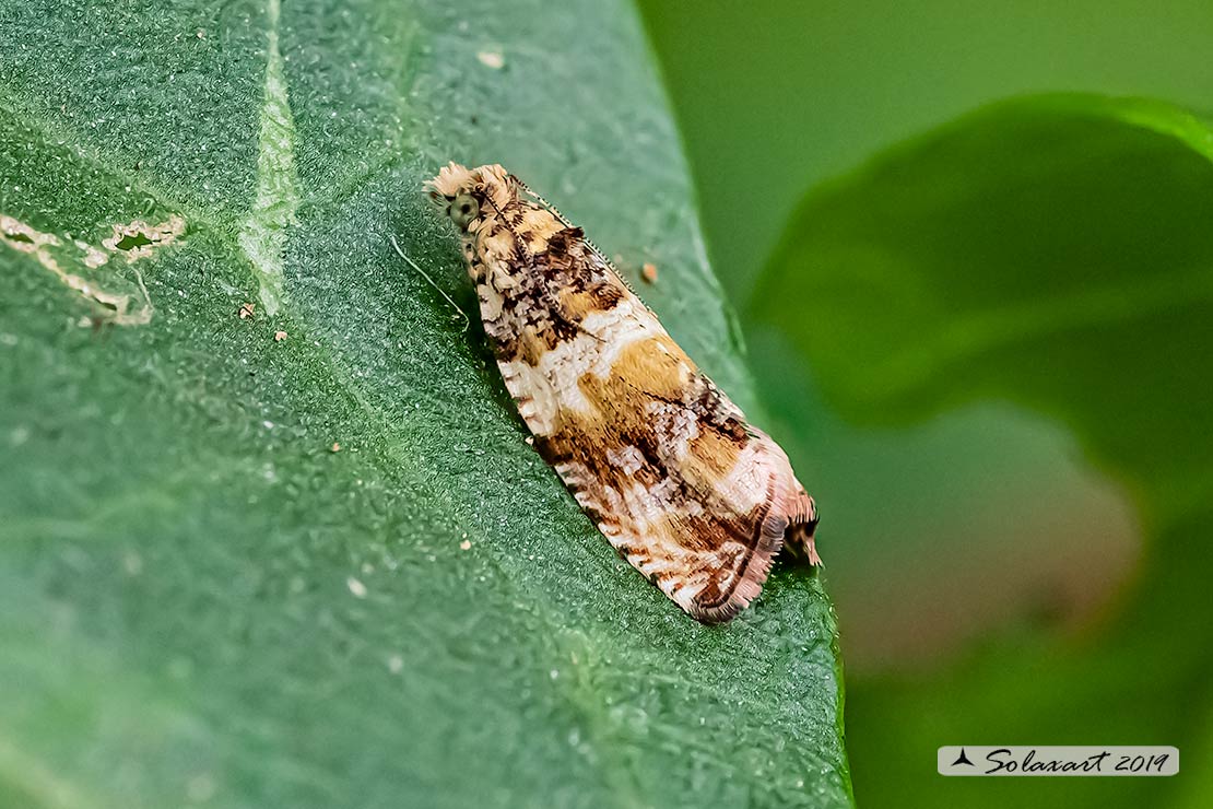 Noctuidae (dim. 5/6 mm.)?? No, Tortricidae: Celypha flavipalpana