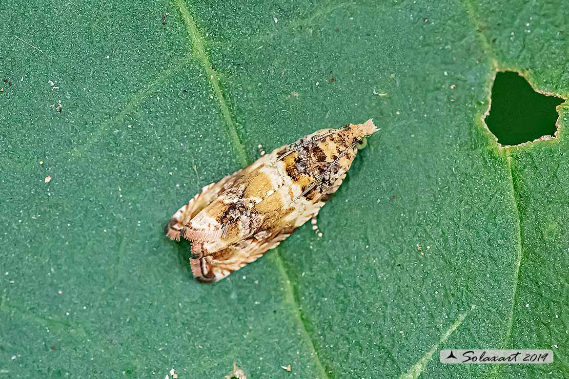 Noctuidae (dim. 5/6 mm.)?? No, Tortricidae: Celypha flavipalpana