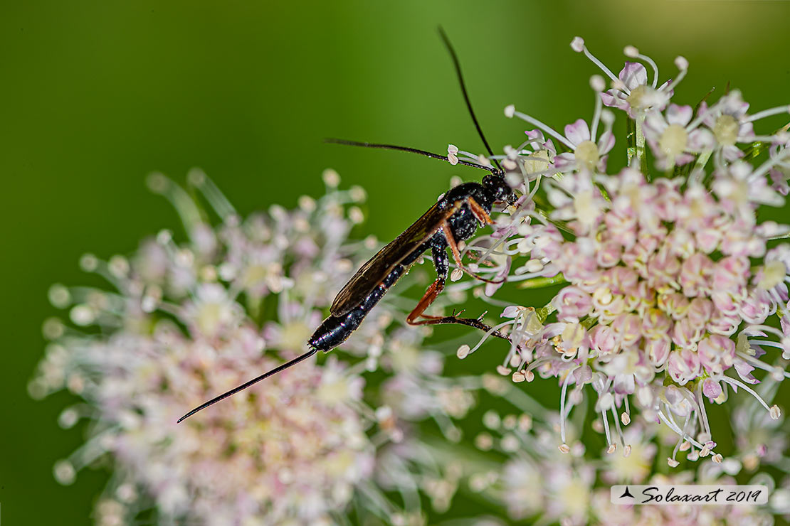 Ichneumonidae  ?  S, Glypta sp.