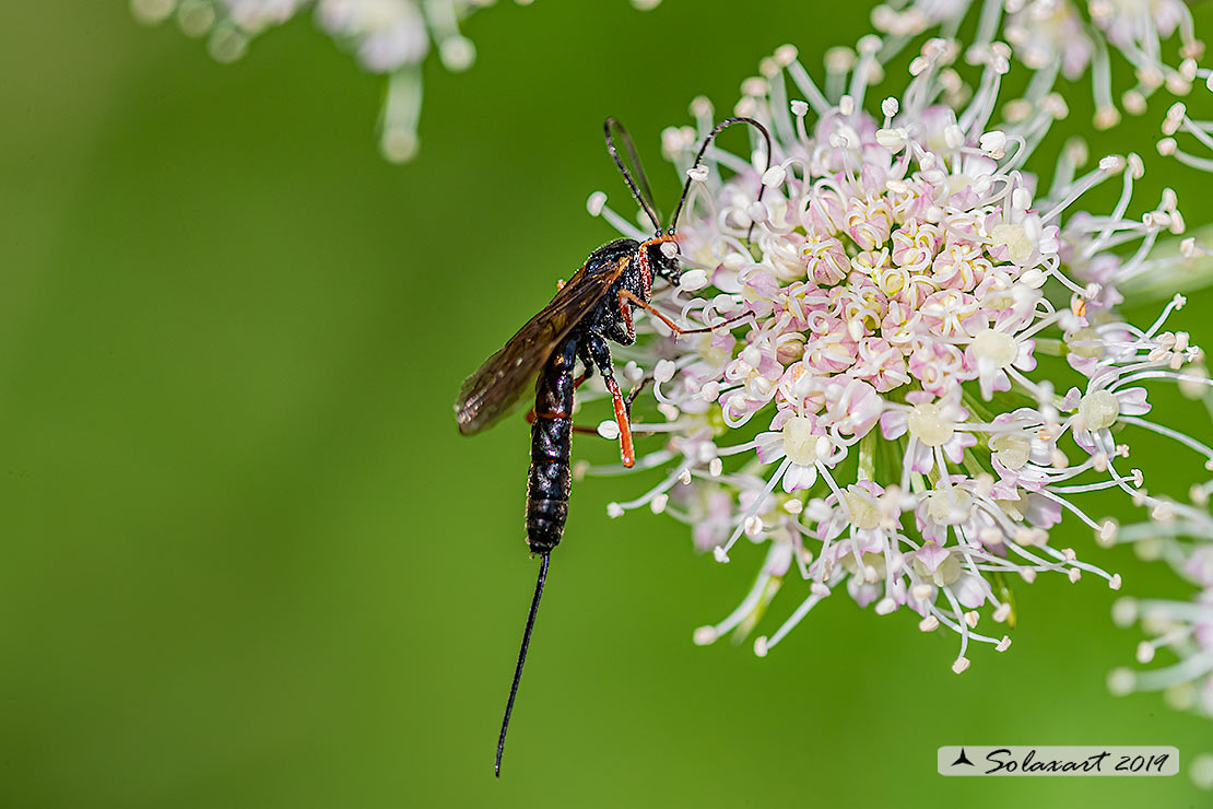 Ichneumonidae  ?  S, Glypta sp.