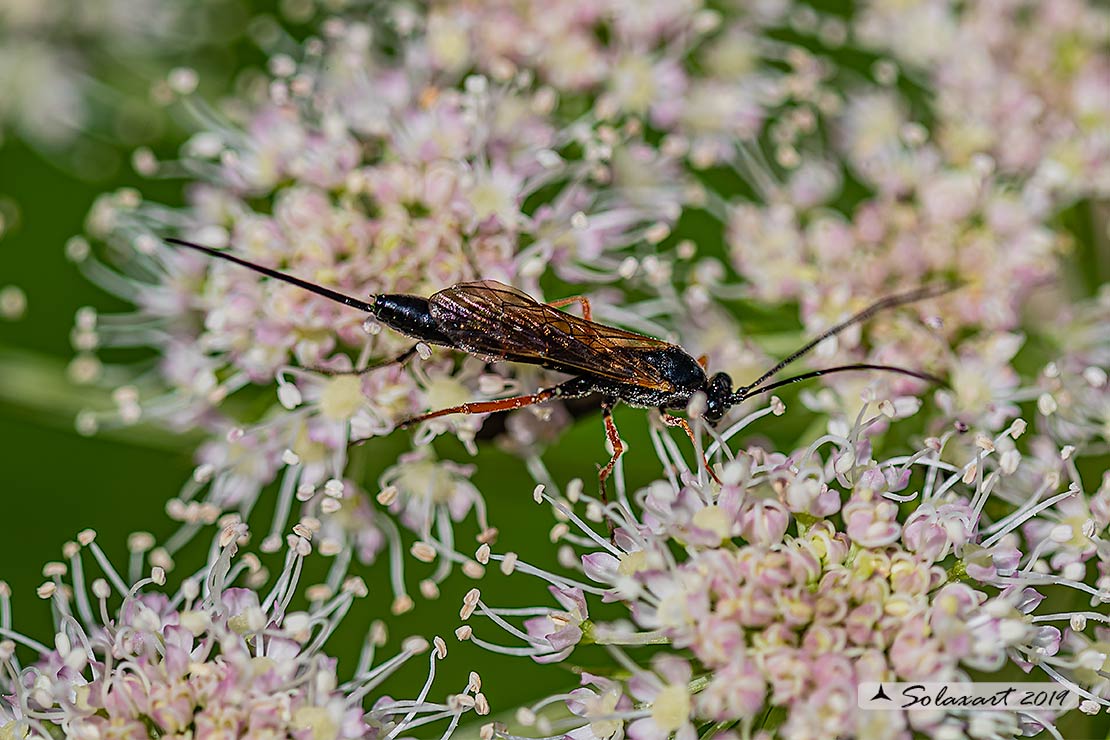 Ichneumonidae  ?  S, Glypta sp.