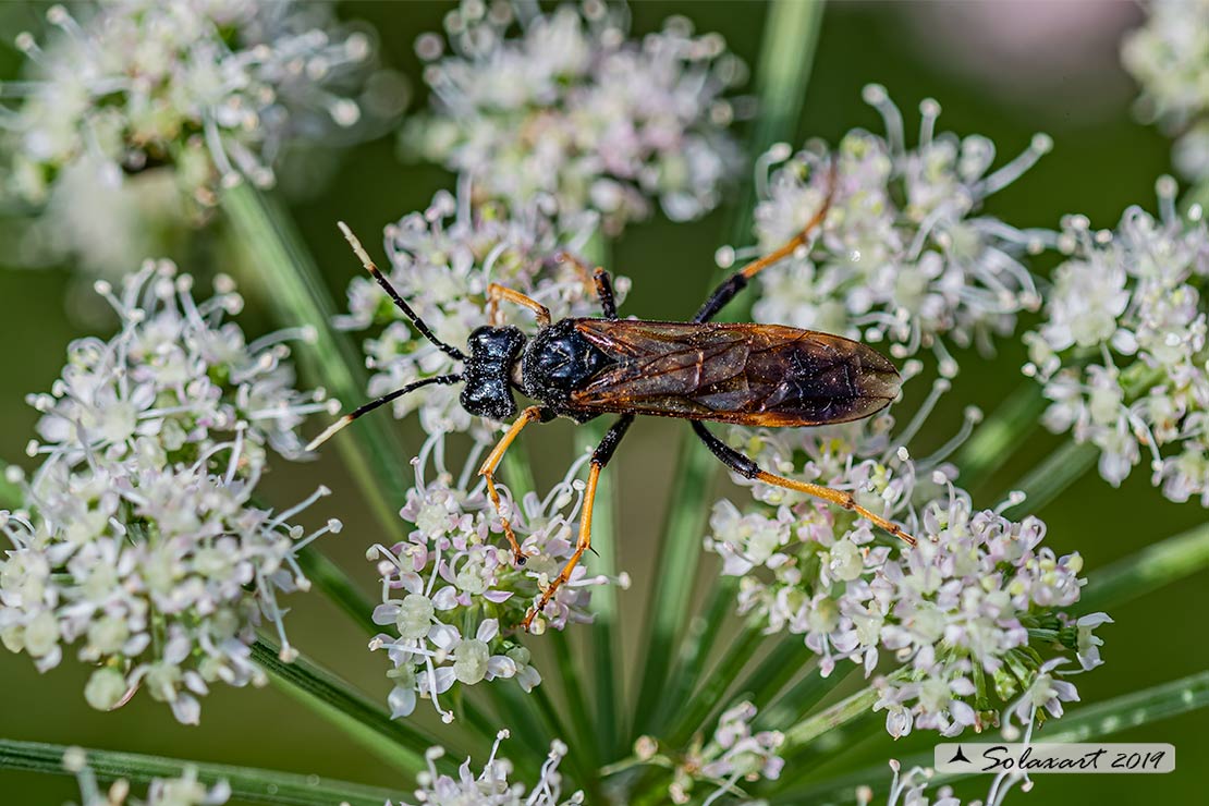 Tenthredinidae: maschio di Tenthredo crassa