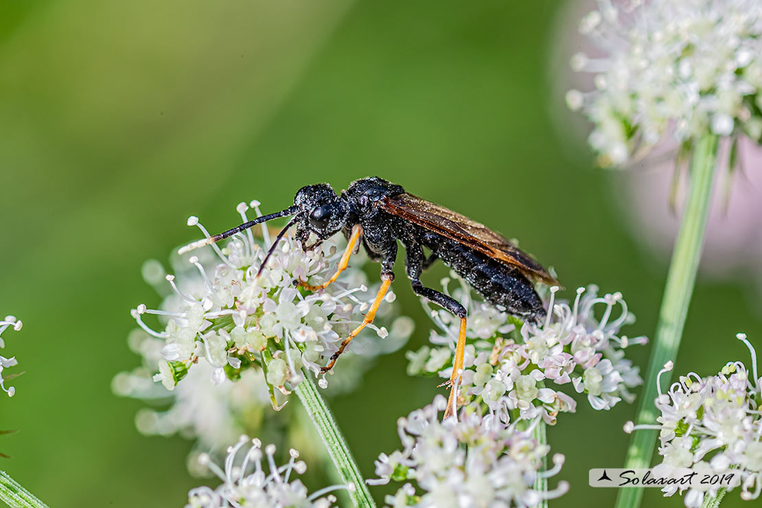 Tenthredinidae: maschio di Tenthredo crassa