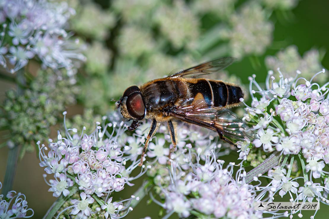 Eristalis tenax ♂