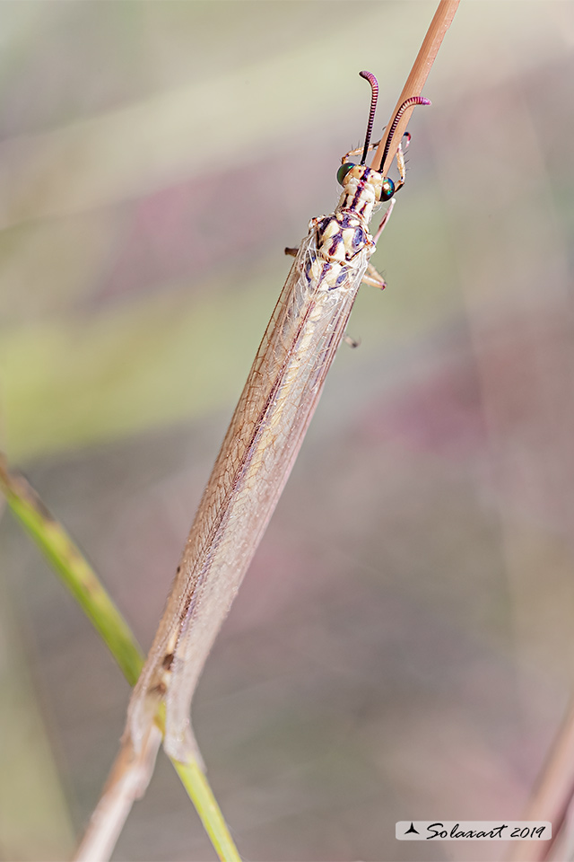 Myrmeleontidae (?????)