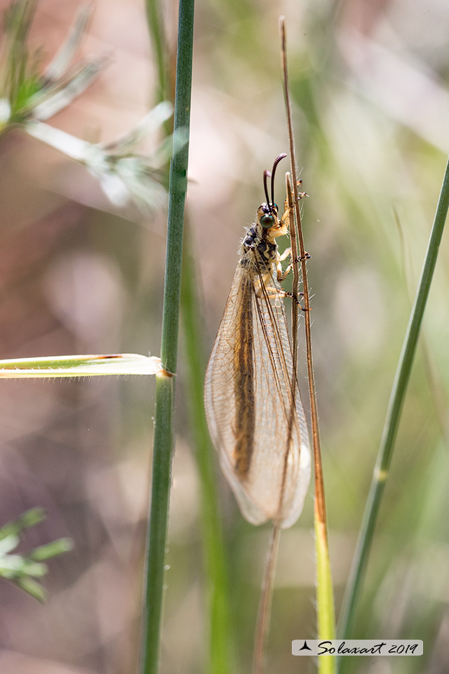 Myrmeleontidae (?????)