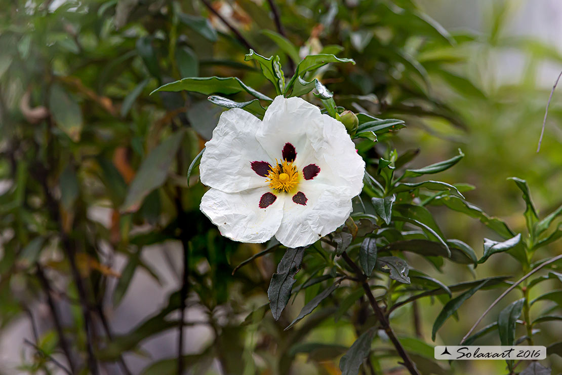 Cistus ladanifer / Cisto ladanifero