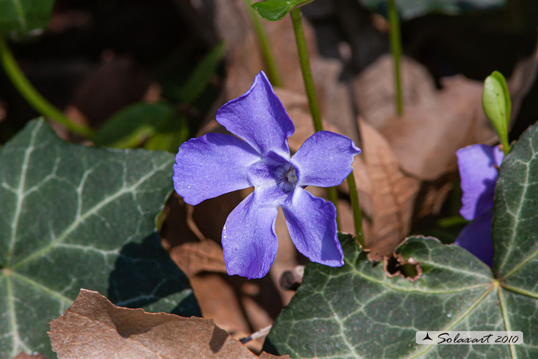 Apocynaceae: Vinca (maior o minor ?) Vinca minor!