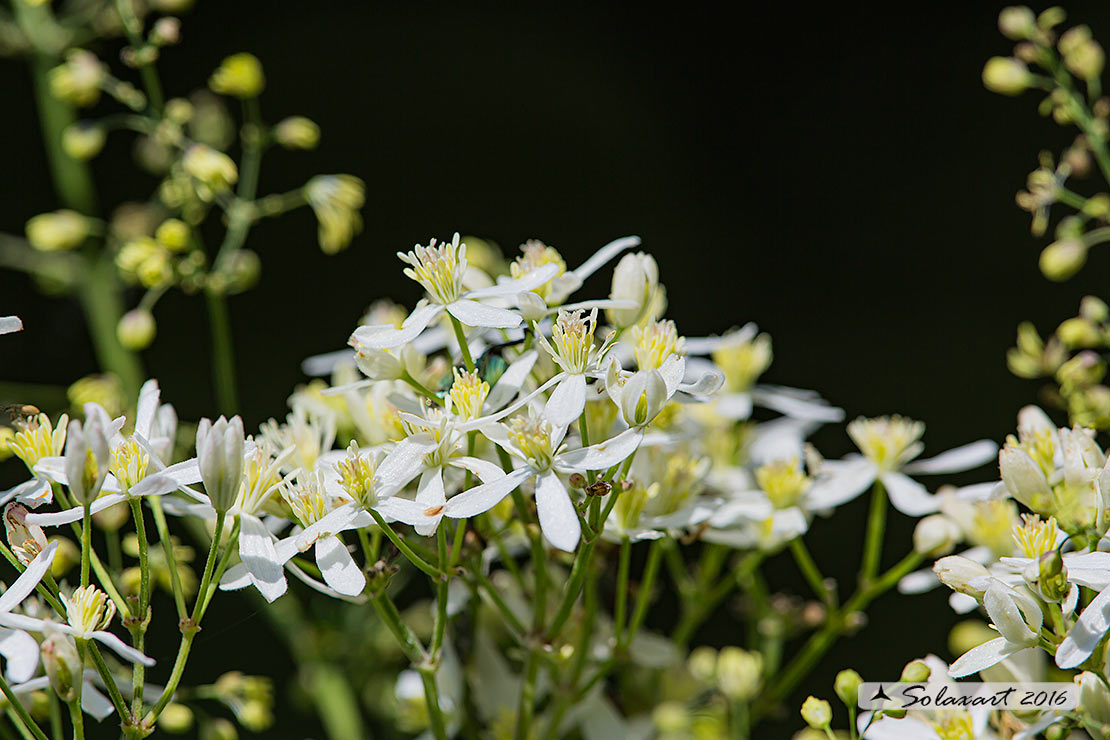 Ornithogalum umbellatum ?   Clematis sp. (Ranunculaceae)