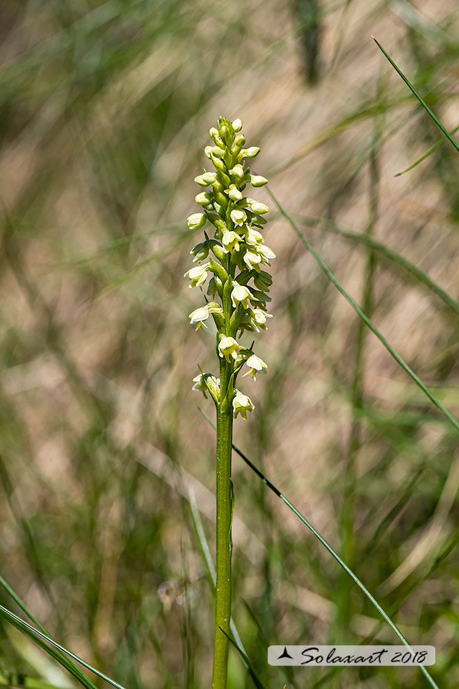 Pseudorchis albida