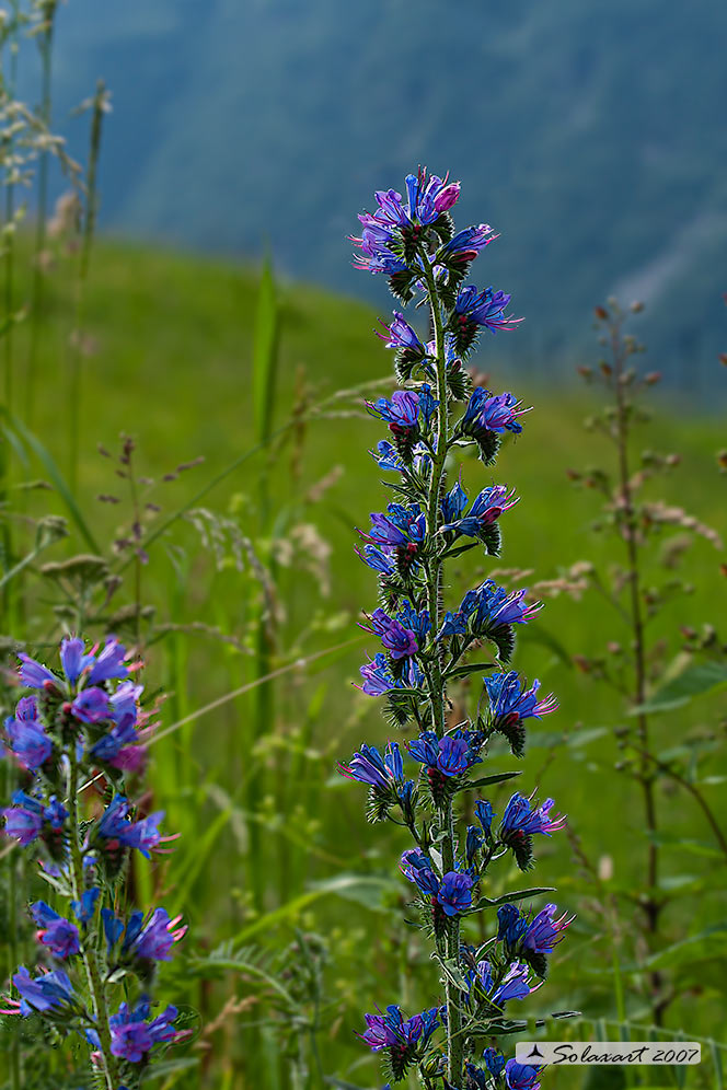 Lamiaceae ? No, Boraginaceae: Echium cfr. vulgare