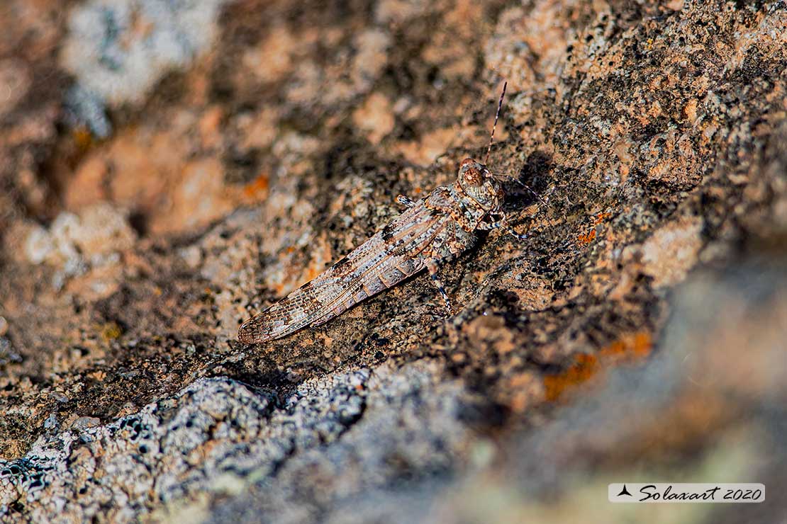 Sphingonotus caerulescens ?  Sphingonotus cfr. uvarovi