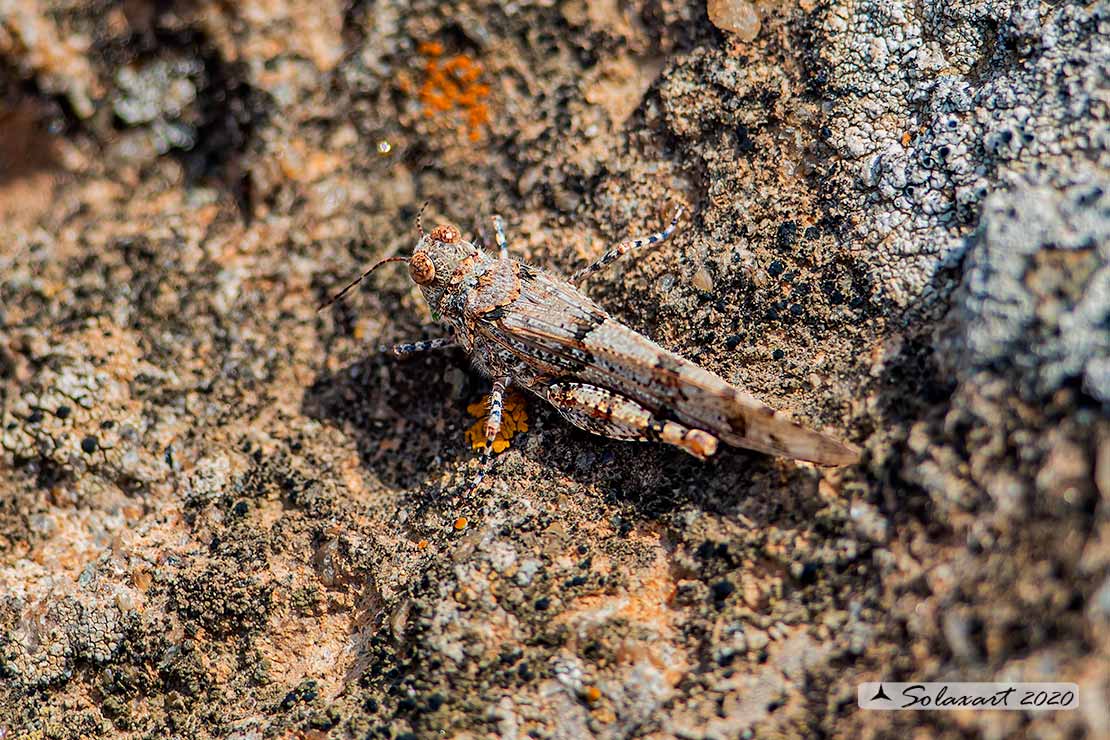 Sphingonotus caerulescens ?  Sphingonotus cfr. uvarovi