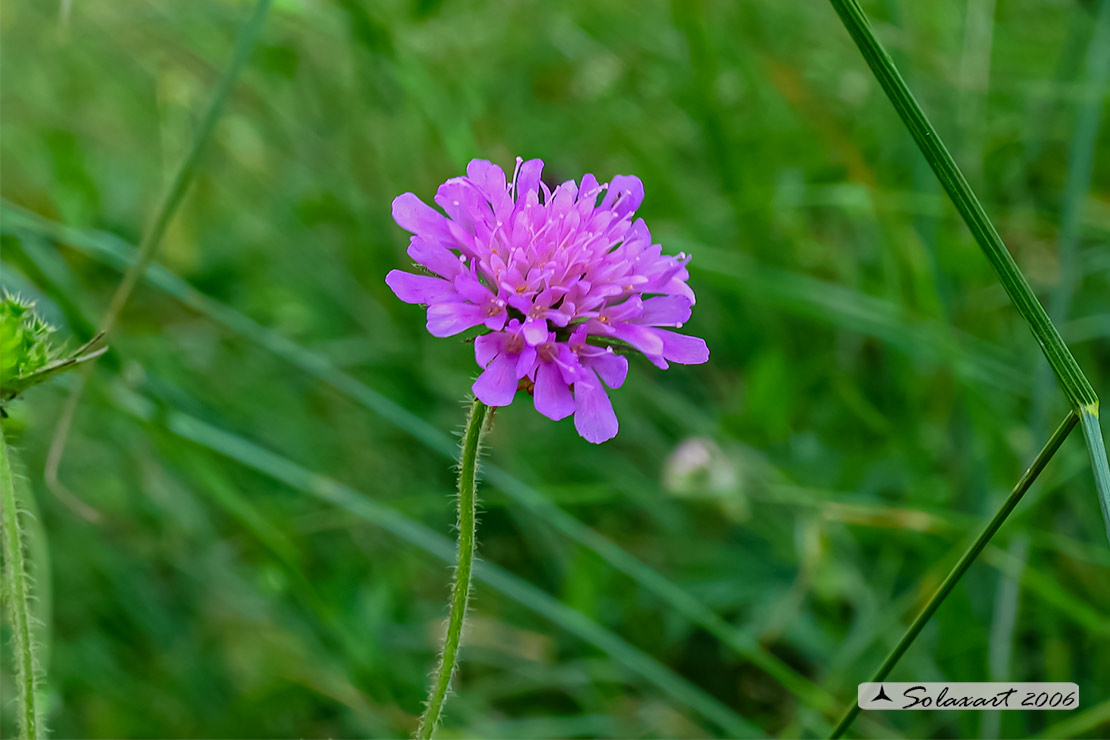 Caprifoliaceae - Knautia arvensis (??) Knautia sp.
