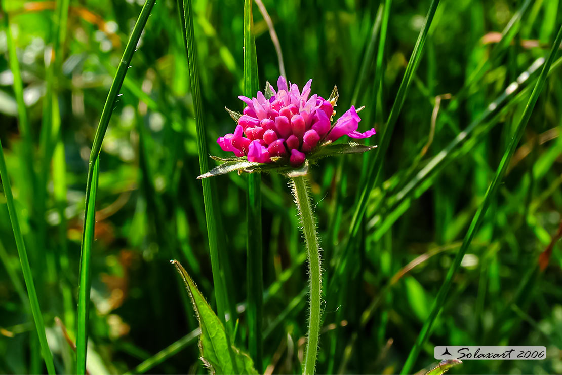 Caprifoliaceae - Knautia arvensis (??) Knautia sp.