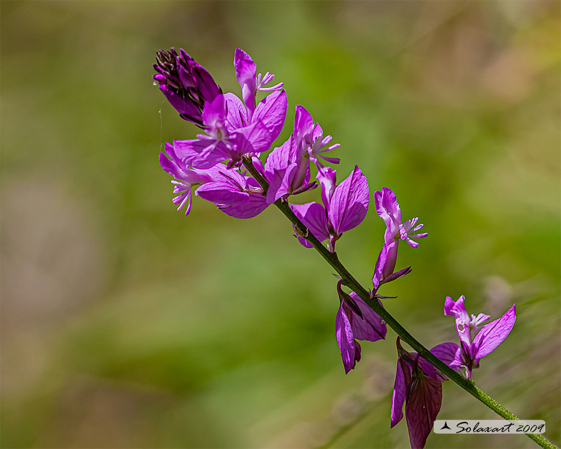 Laminaceae ?  No, Polygalaceae: Polygala sp.