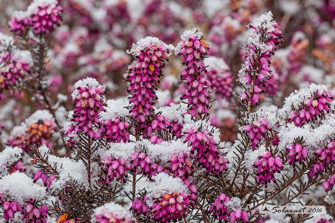 Erica gracilis  (?) no, Erica carnea