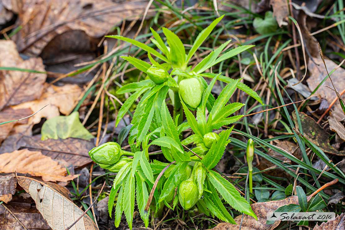 Helleborus viridis e Helleborus niger