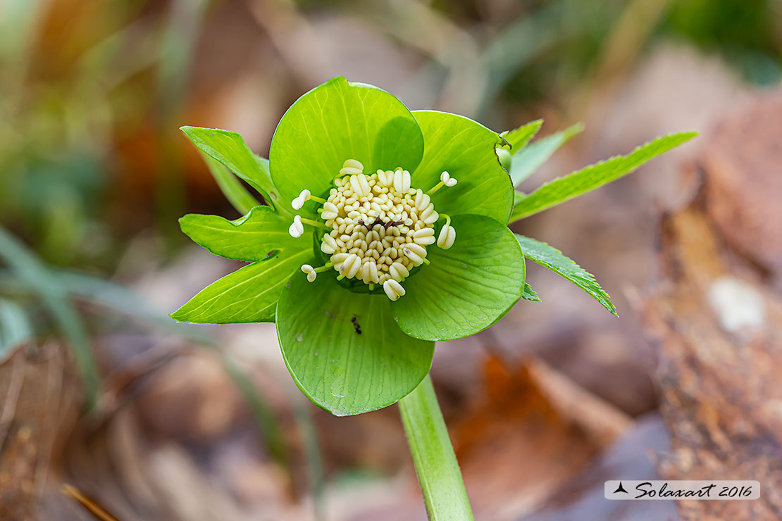 Helleborus viridis e Helleborus niger