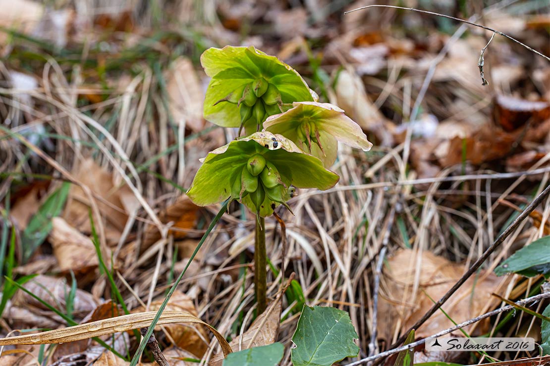 Helleborus viridis e Helleborus niger