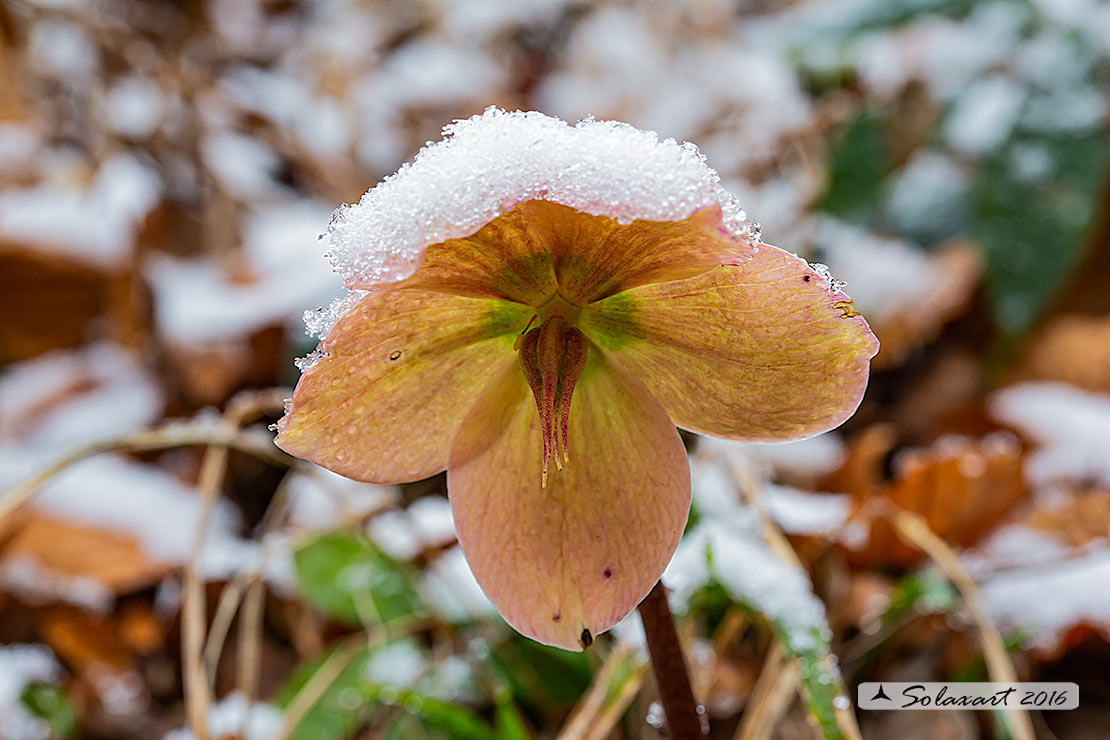 Helleborus viridis e Helleborus niger