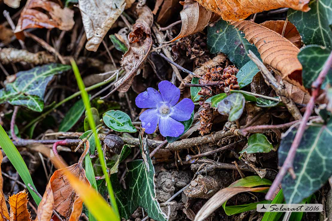 Apocynaceae: Vinca minor