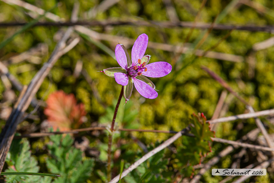 Ranunculales ?  No, Geraniaceae: Erodium sp.