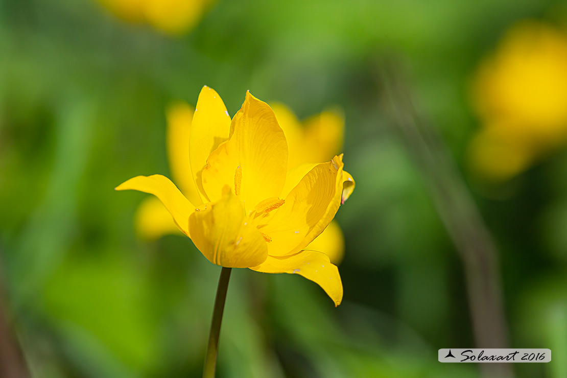 Tulipa sylvestris  (?) si