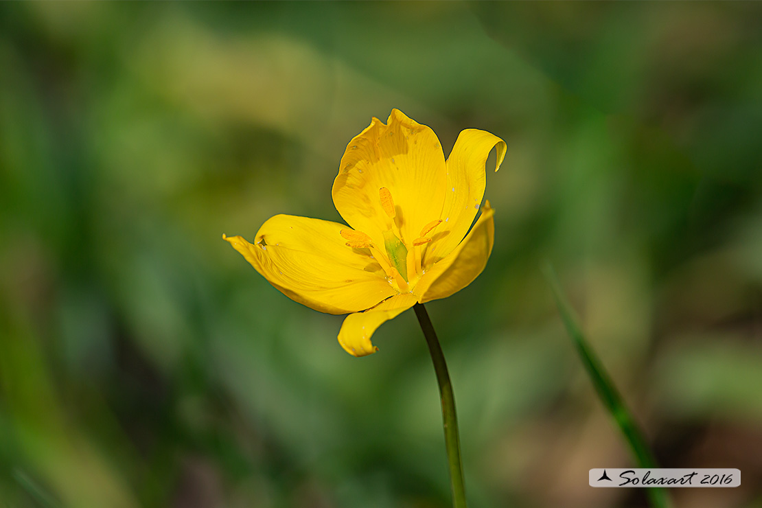 Tulipa sylvestris  (?) si