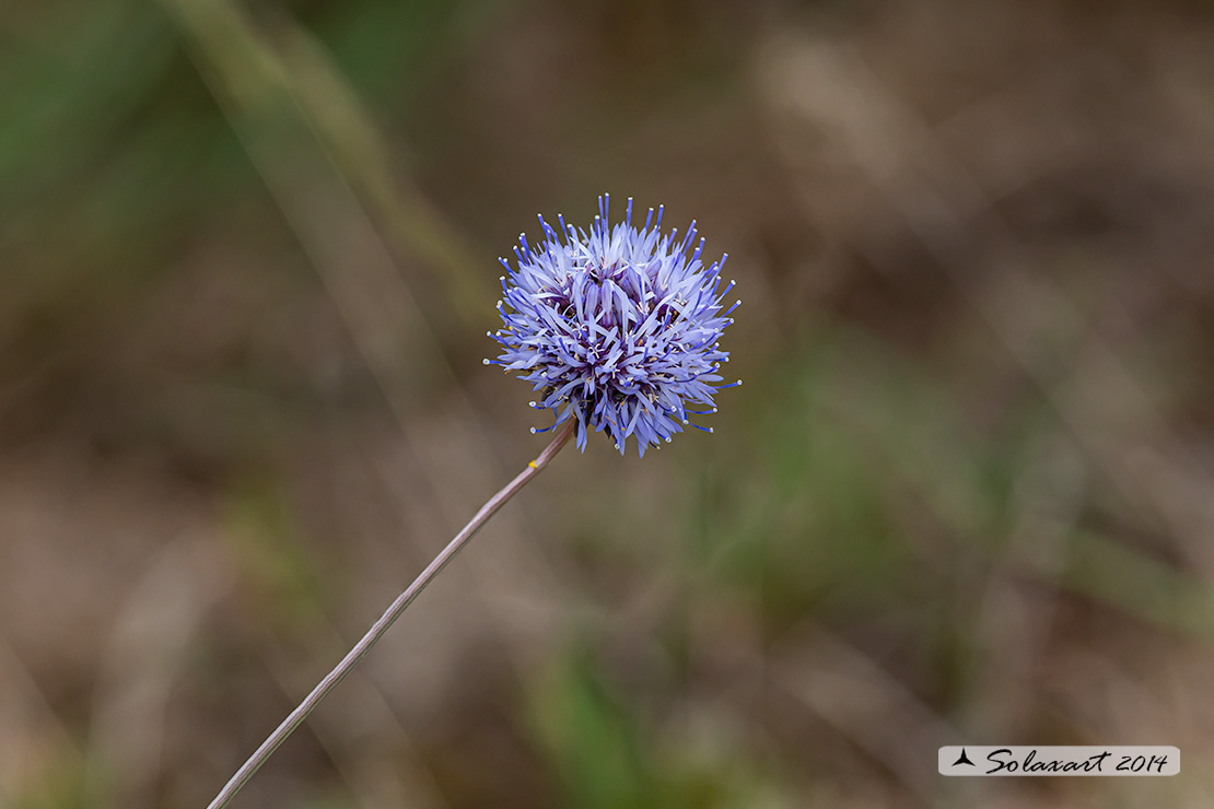 Jasione montana