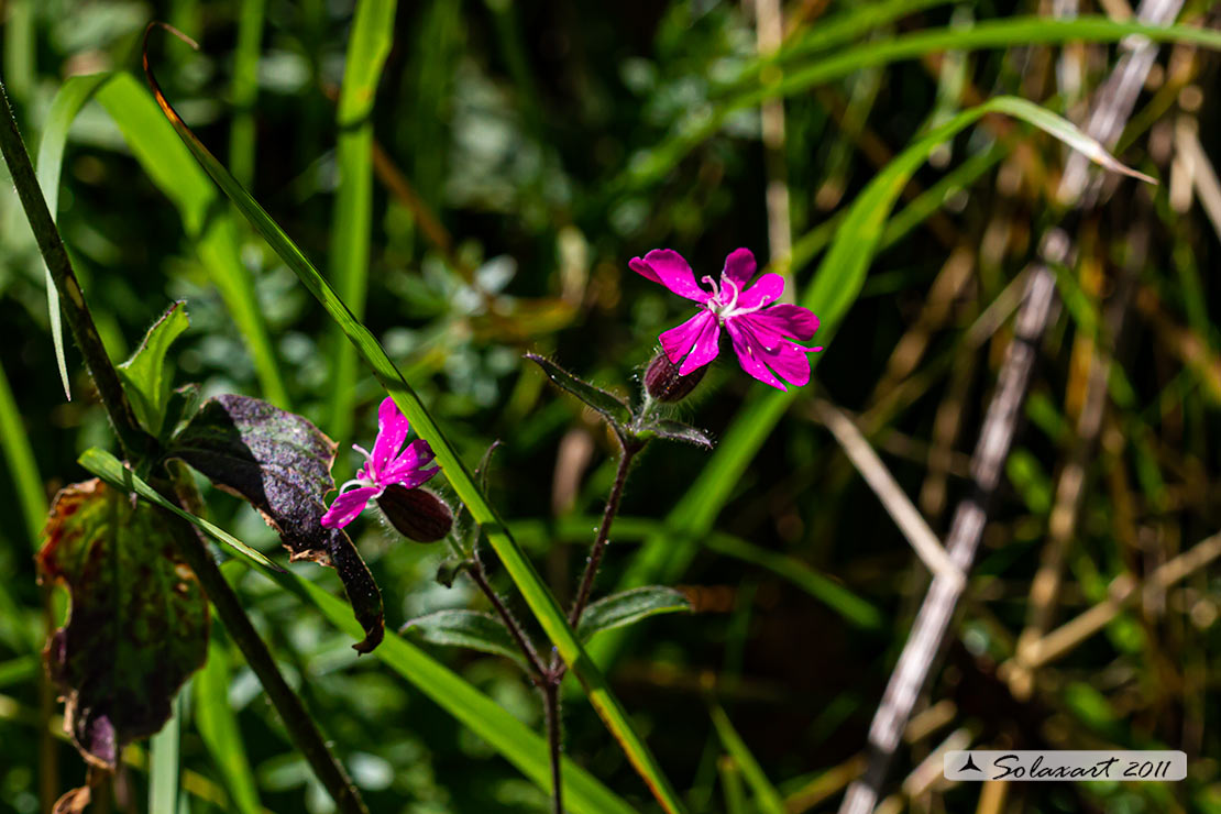 Caryophyllaceae - Silene dioica