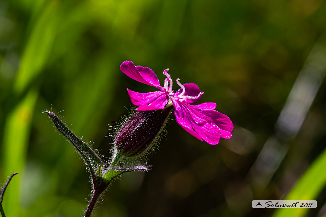 Caryophyllaceae - Silene dioica