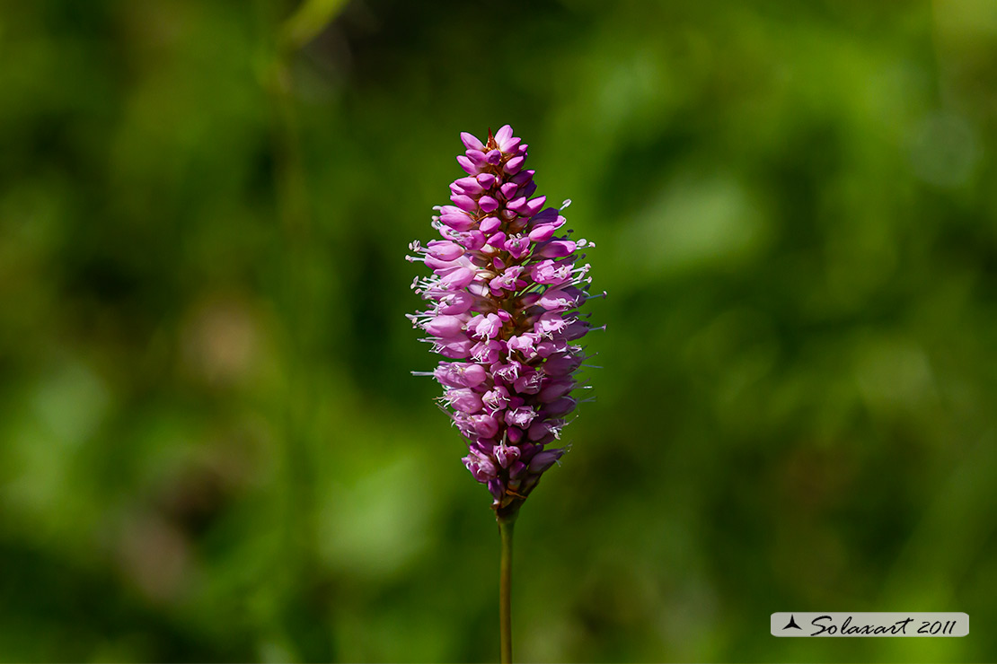 Polygonaceae - Bistorta officinalis