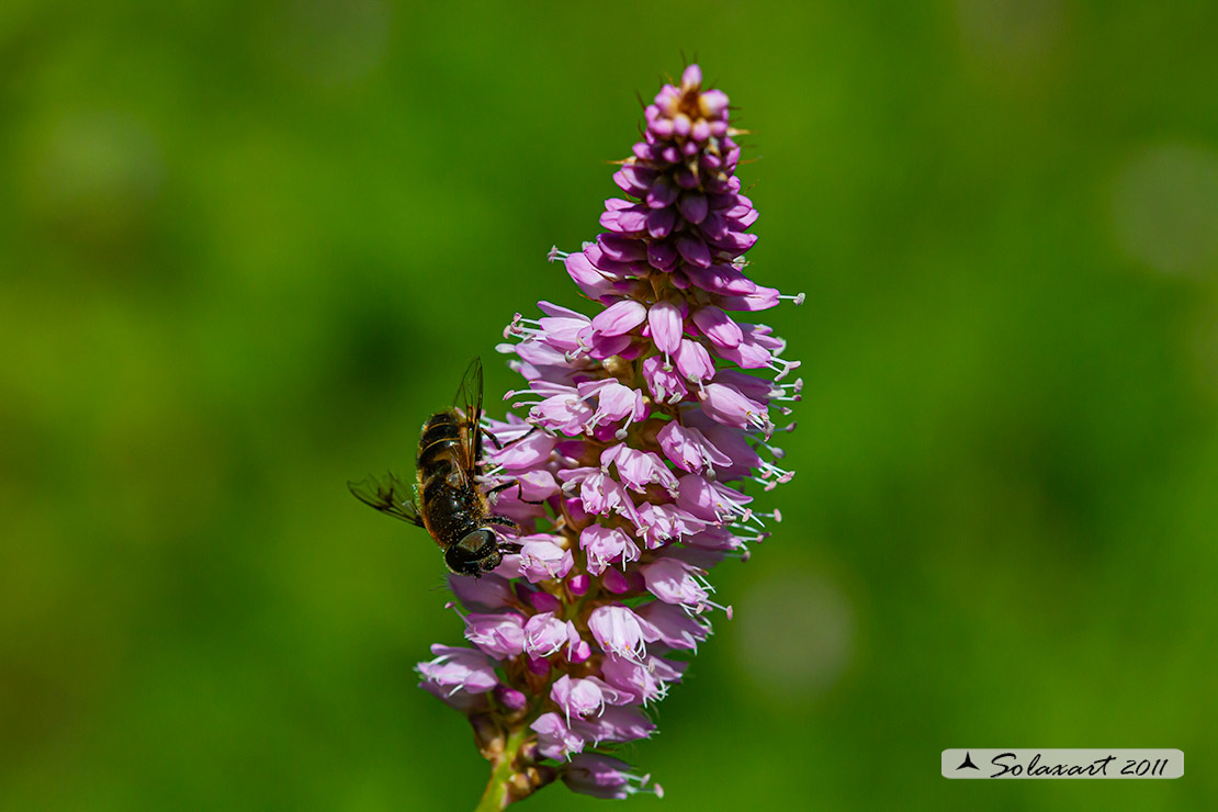 Polygonaceae - Bistorta officinalis