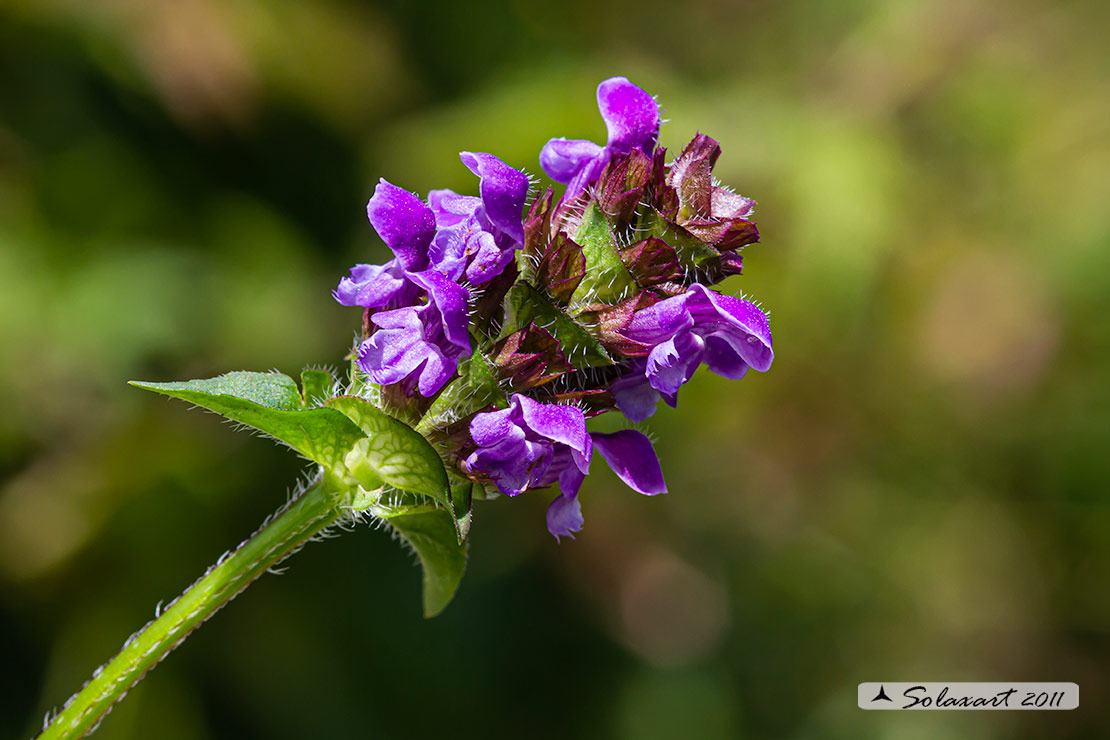 Lamiaceae - Prunella vulgaris