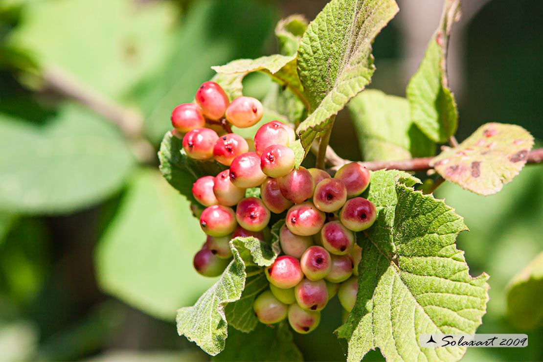 Bacche montane: Viburnum lantana