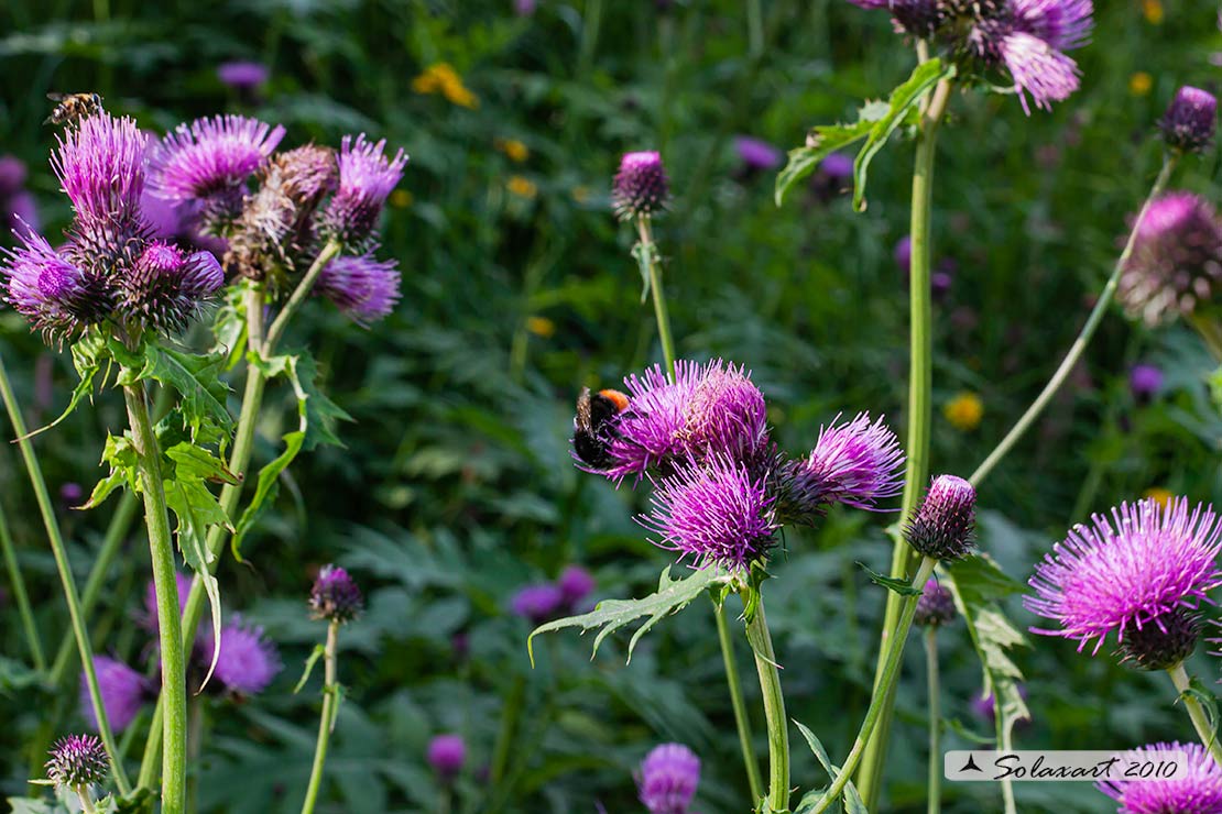 Cirsium alsophilum / Cardo montano