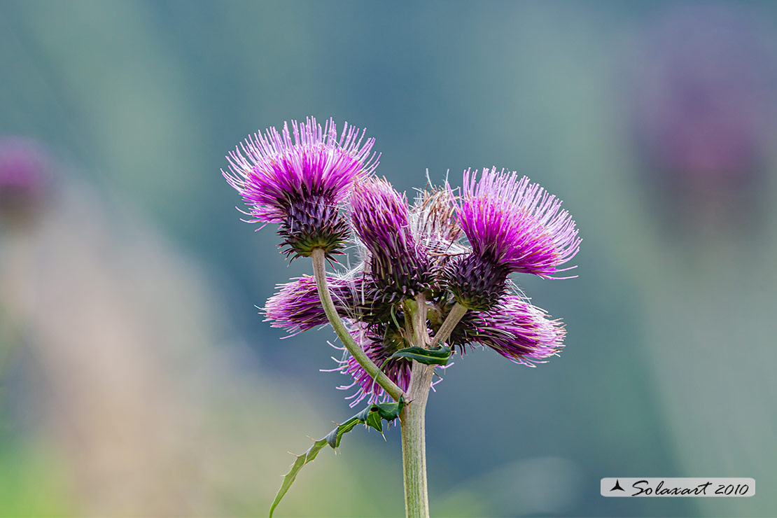 Cirsium alsophilum / Cardo montano