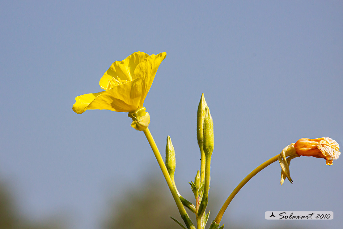 Onagraceae: Oenothera sp.