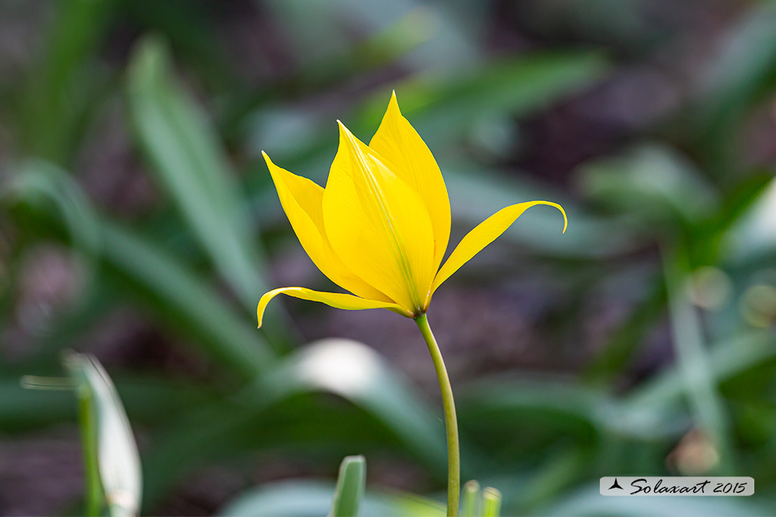 Iridaceae ?   No, Liliaceae: Tulipa sylvestris