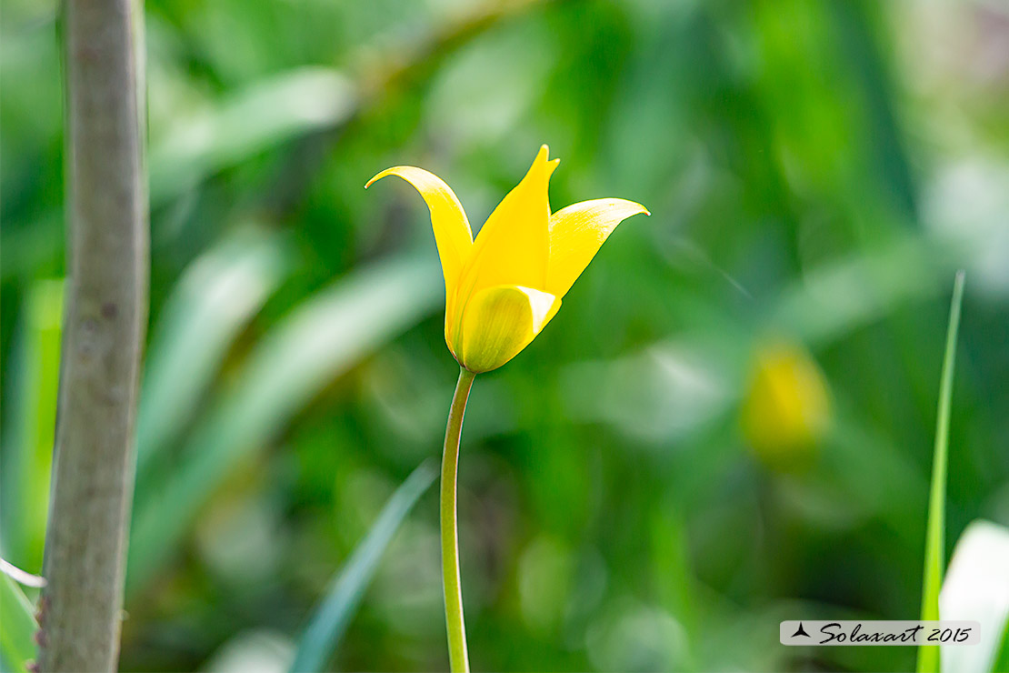 Iridaceae ?   No, Liliaceae: Tulipa sylvestris