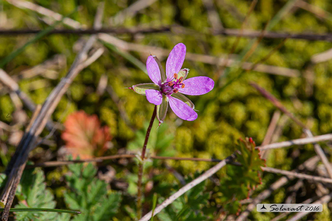 Erodium moschatum