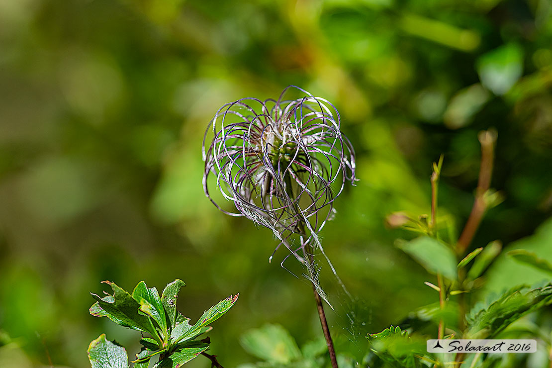 Clematis tangutica ?  S (le foglie per sono di Berberis sp.)