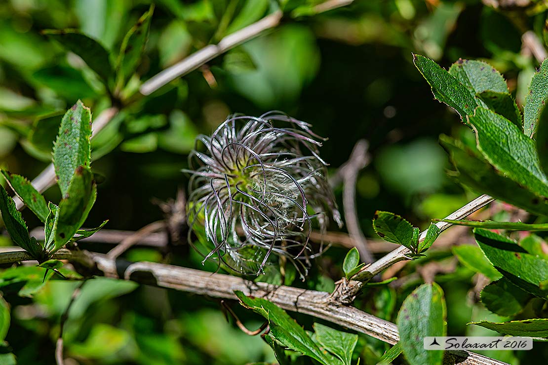 Clematis tangutica ?  S (le foglie per sono di Berberis sp.)