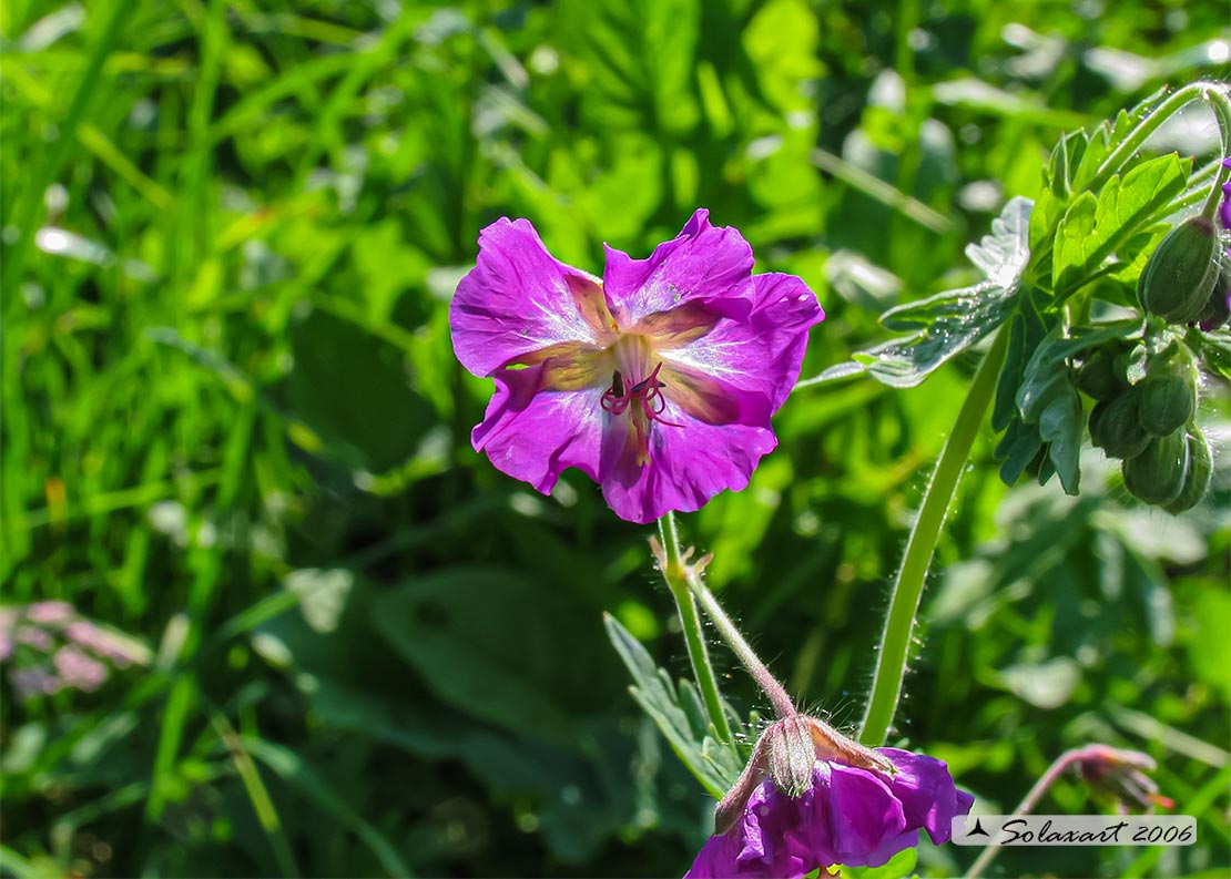 Geranium phaeum, e Geranium sylvaticum