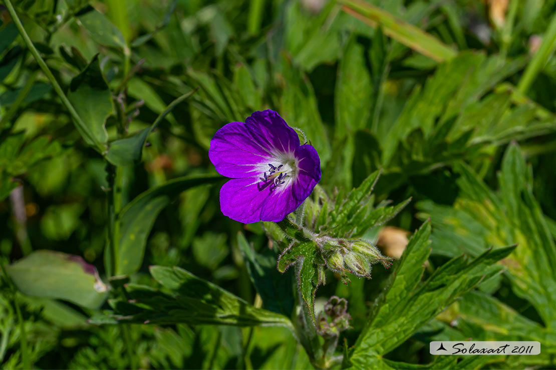 Geranium phaeum, e Geranium sylvaticum