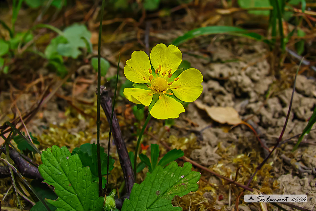 Ranunculaceae ?  No, Rosaceae: Potentilla cfr.reptans