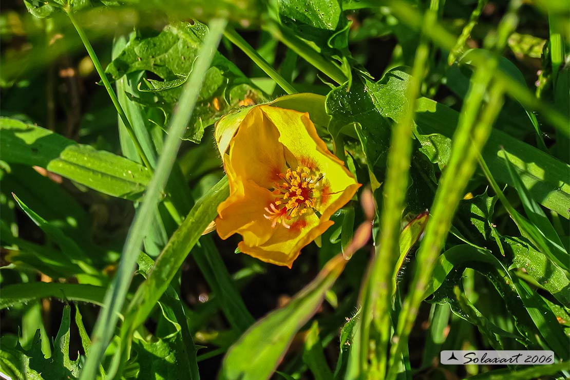 Glaucium flavum ?   No, Portulaca grandiflora